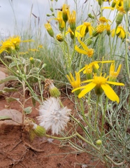 Senecio flaccidus
