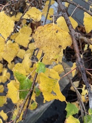 Betula pendula