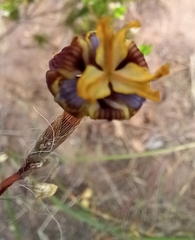 Moraea inconspicua