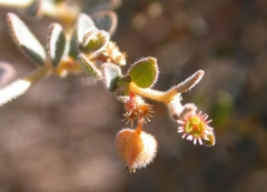 Euphorbia jaegeri