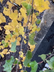 Betula pendula