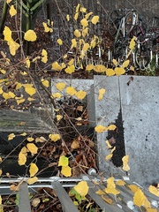 Betula pendula