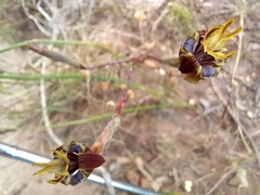 Moraea inconspicua