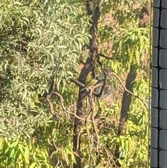 Sphecotheres vieilloti