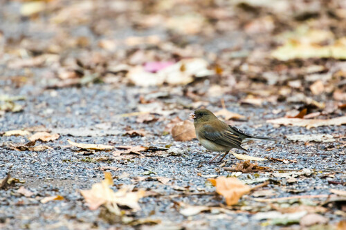 Dark-eyed Junco photographed in Tennessee
