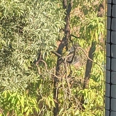 Sphecotheres vieilloti