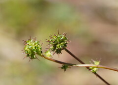 Acaena echinata