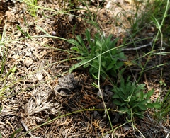 Erigeron flagellaris