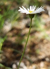 Erigeron flagellaris
