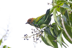 Tangara gyrola
