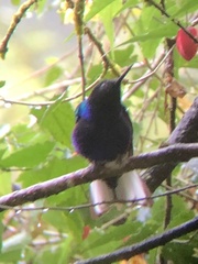 Boissonneaua jardini