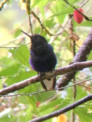 Boissonneaua jardini