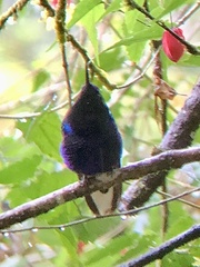 Boissonneaua jardini