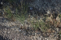 Eriogonum gracile gracile