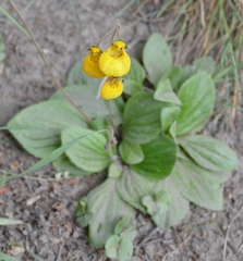 Calceolaria biflora