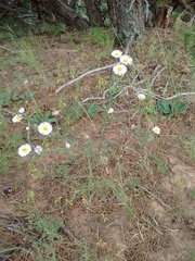 Erigeron flagellaris