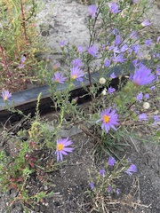 Dieteria bigelovii