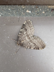 Operophtera occidentalis