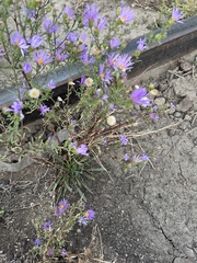 Dieteria bigelovii