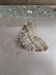 Operophtera occidentalis