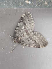 Operophtera occidentalis