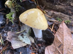 Stropharia ambigua