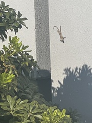 Sceloporus occidentalis