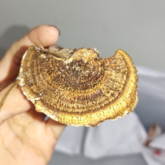 Hexagonia capillacea
