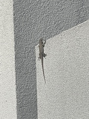Sceloporus occidentalis