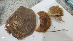 Hexagonia capillacea