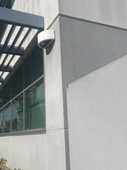 Sceloporus occidentalis