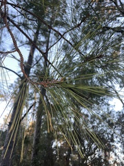 Pinus taeda