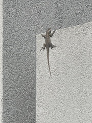 Sceloporus occidentalis