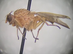 Suillia quinquepunctata