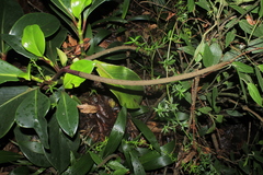 Peperomia adscendens
