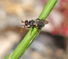 Thecophora atra