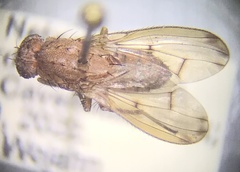 Suillia quinquepunctata