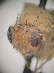 Suillia quinquepunctata