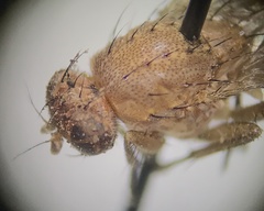 Suillia quinquepunctata