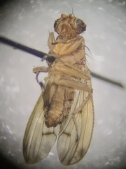 Suillia quinquepunctata