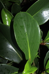 Peperomia adscendens