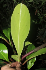 Peperomia adscendens