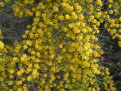 Acacia menzelii