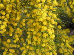 Acacia menzelii
