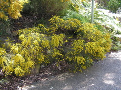 Acacia menzelii