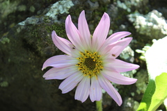 Iostephane heterophylla