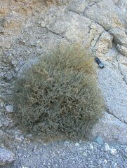 Euphorbia jaegeri