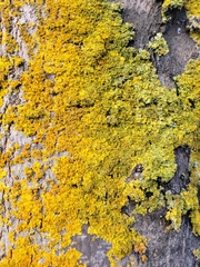 Xanthoria parietina