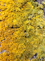 Xanthoria parietina