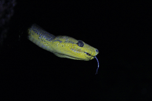 Dormilona, Corallus ruschenbergerii